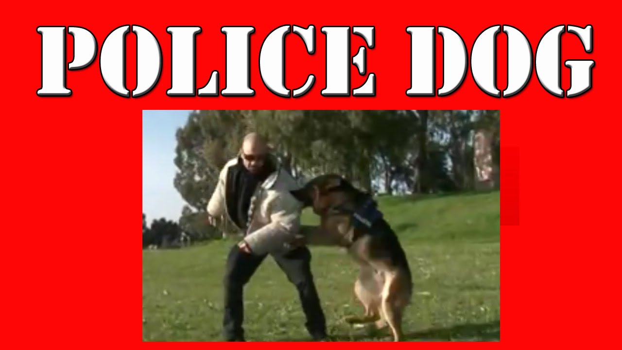 ADDESTRAMENTO UNITA' CINOFILE - POLICE DOG IN ACTION