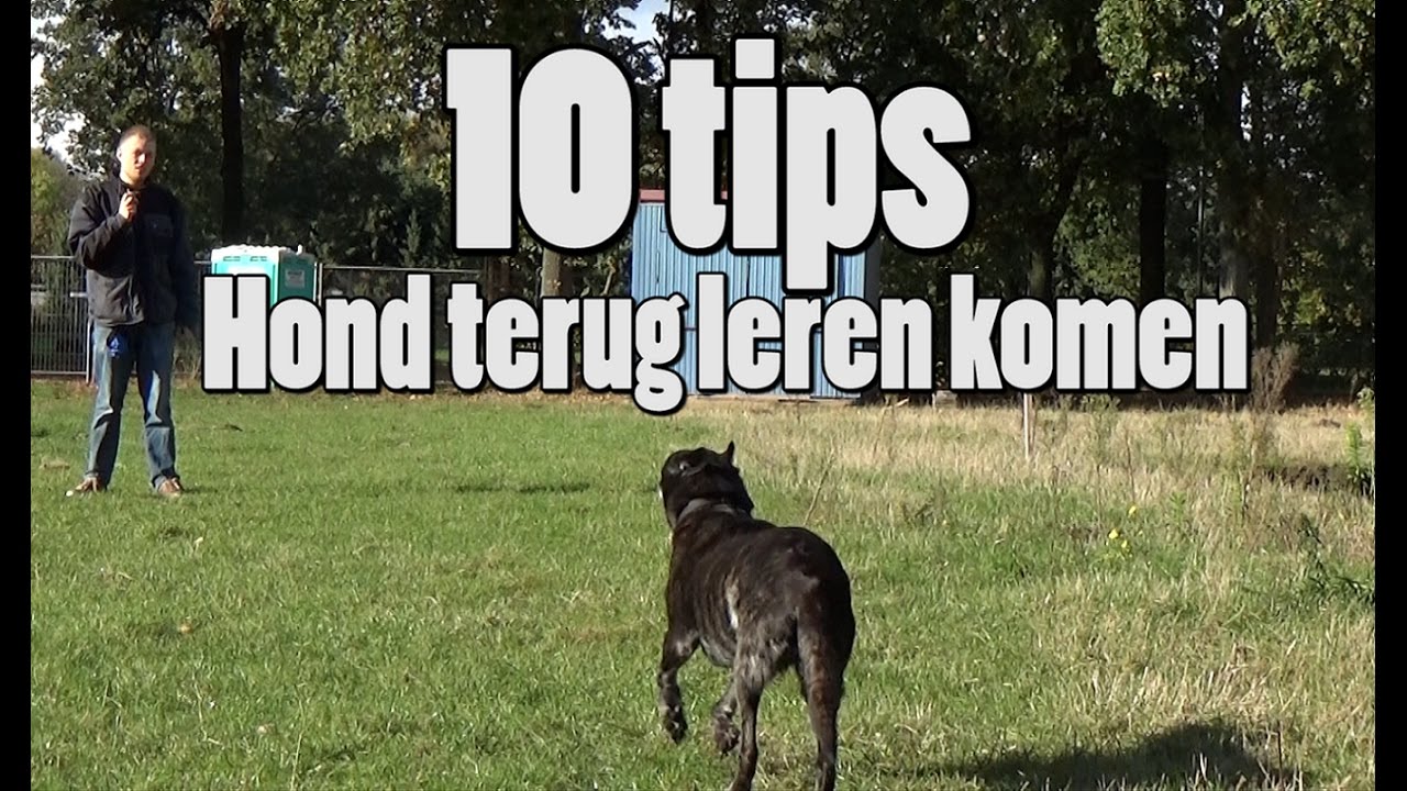 Dog School: 10 Tips voor loslopende honden terug te leren komen