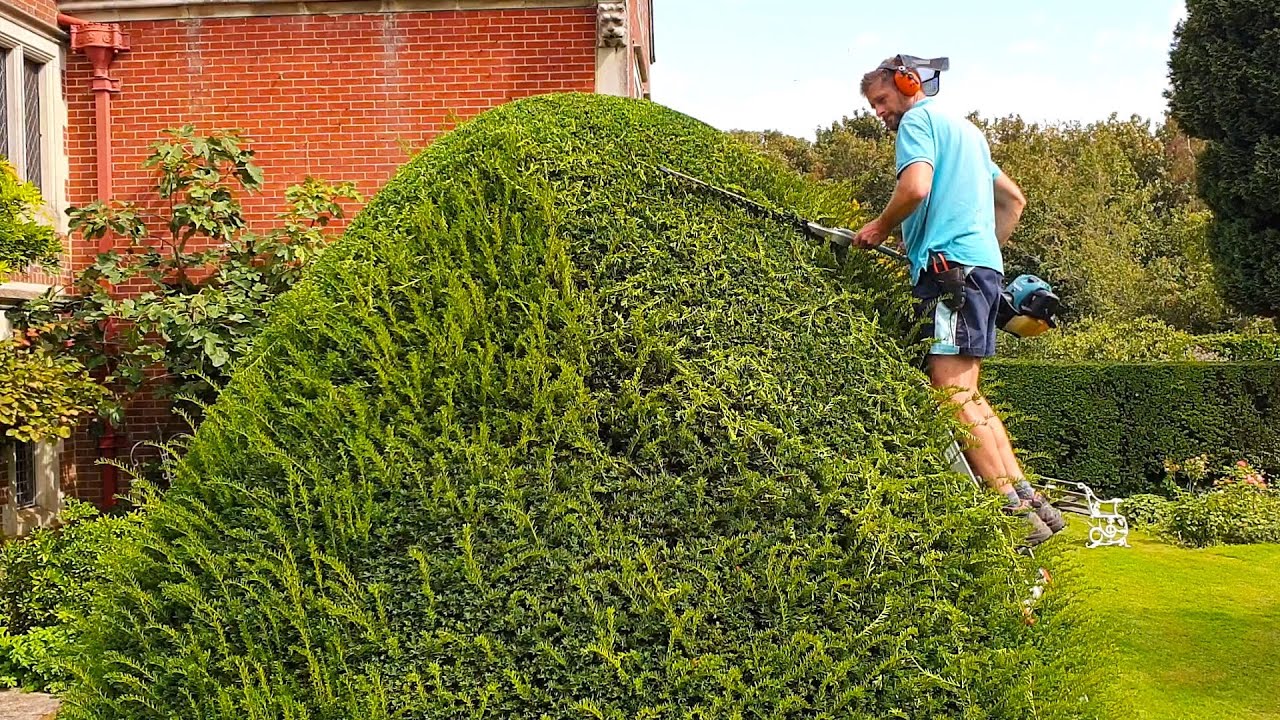 Trimming Large Yew by Makita Hedge Trimmer