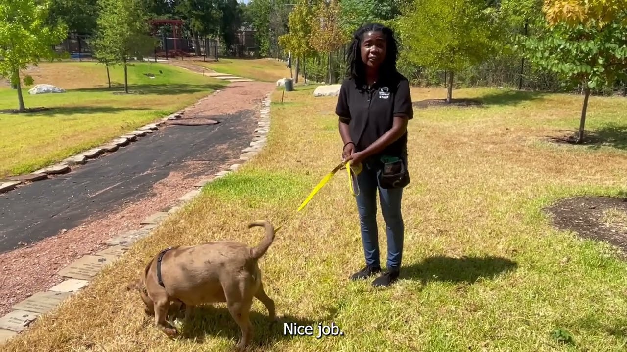 Teach your dog how to sit | Operation Kindness