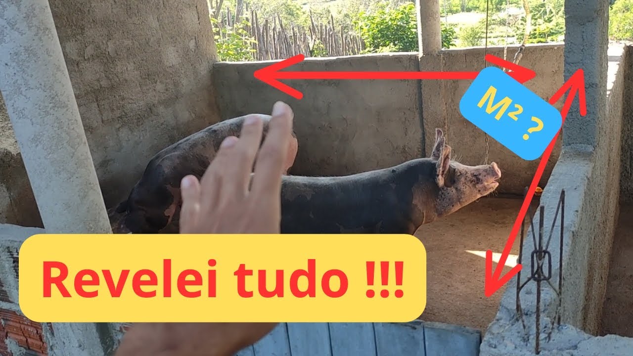 Qual tamanho das minhas baias dos suínos ? #suinocultura #suínos #metragem