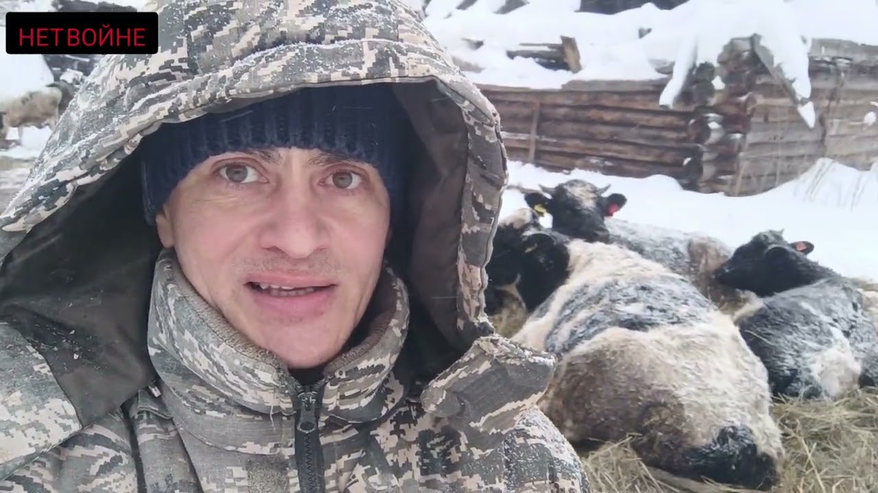 Влияние холодов на привесы у быков.