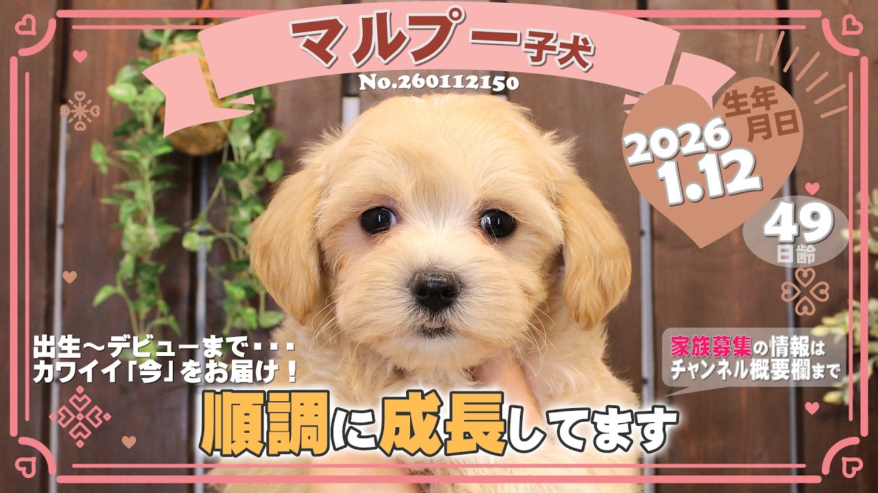 マルプー子犬｜2026.1.12生（49日齢）⑤｜クリーム｜女の子｜滋賀県