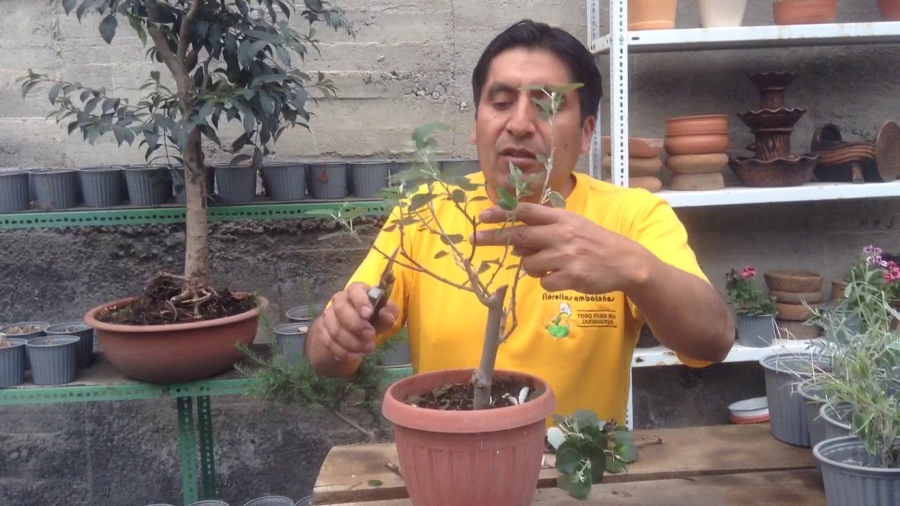 Álamo, poda para bonsai