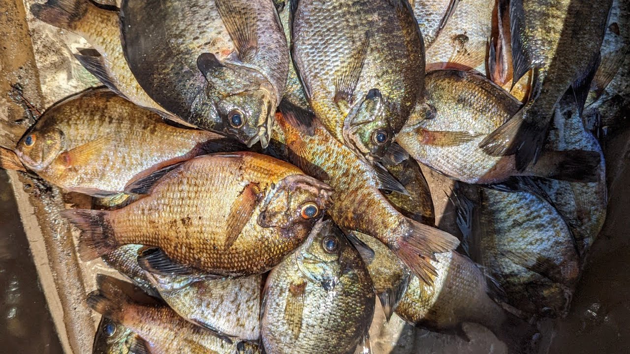Must See!!! Caught lots of Bream on Little Pee Dee