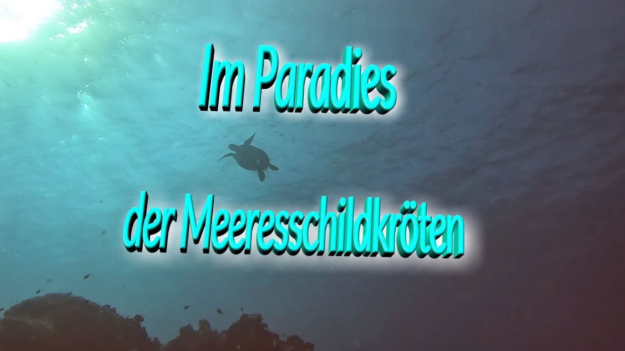 Tauchen bei den Gilis - Im Paradies der Meeresschildkröten in Indonesien - in 4K