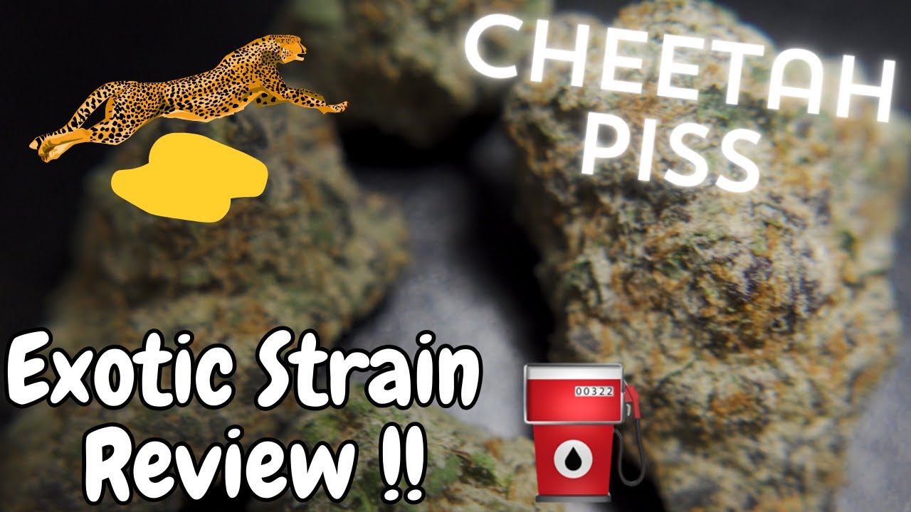1st Time Trying Cheetah Piss‼️ Exotic Strain Review 🐆🔥