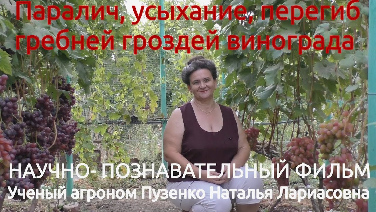 14 Паралич гроздей, усыхание гребней винограда, меры борьбы Лекция Пузенко Натальи Лариасовны