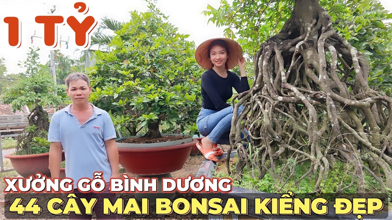 Ông chủ xưởng gỗ cẩm 0913179939 bán lỗ 1 tỷ vườn mai bonsai cây kiểng đẹp độc lạ Bình Dương A Thuyền