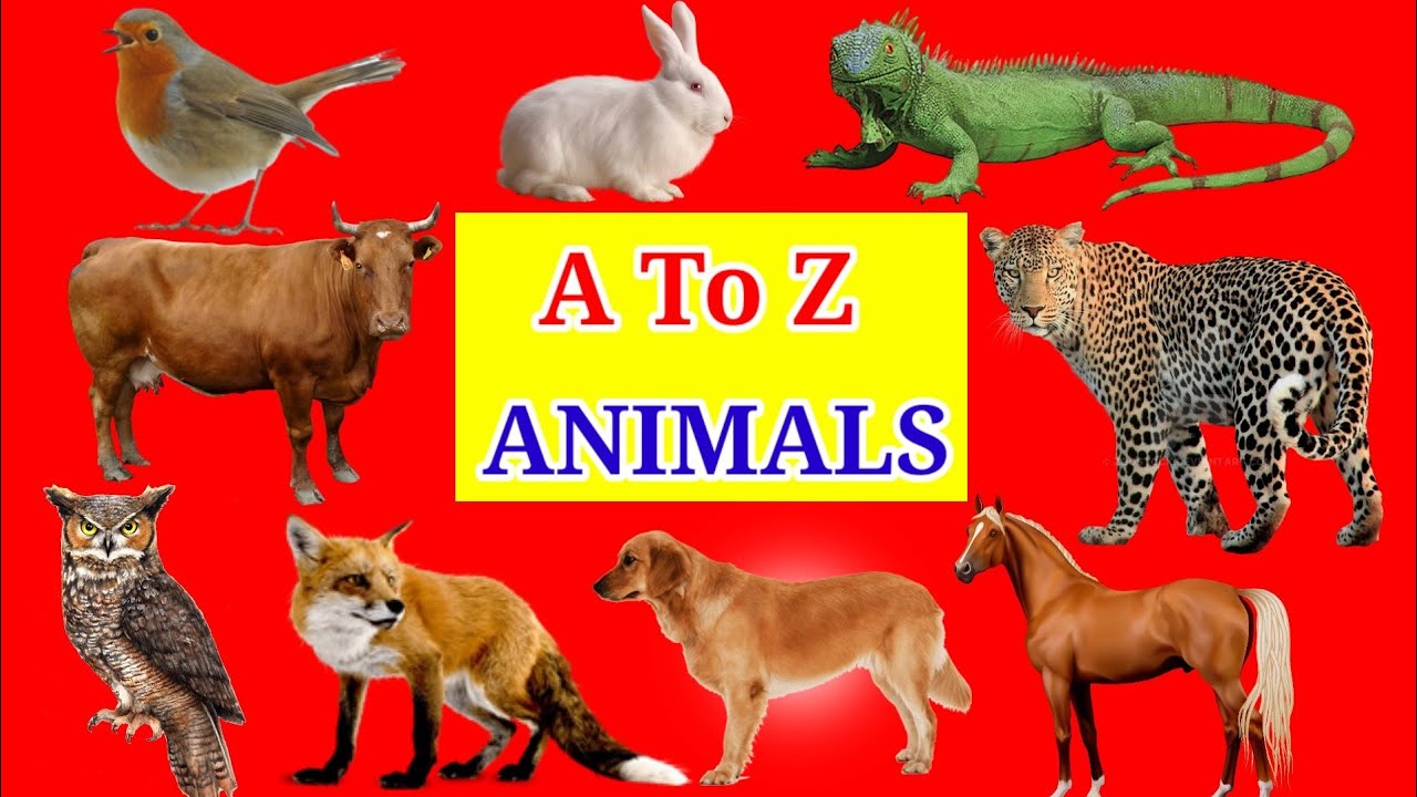 Alphabets In English | A To Z Animals Name In English With Pictures | Easy Base Learn |
