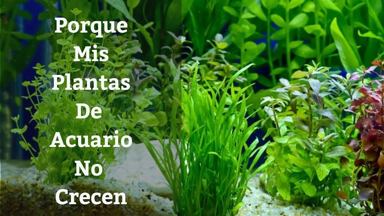 🔵 Porque Mis Plantas De Acuario No Crecen Y Carencia De CO2 O Iluminación En El Acuario (Acuarios MB