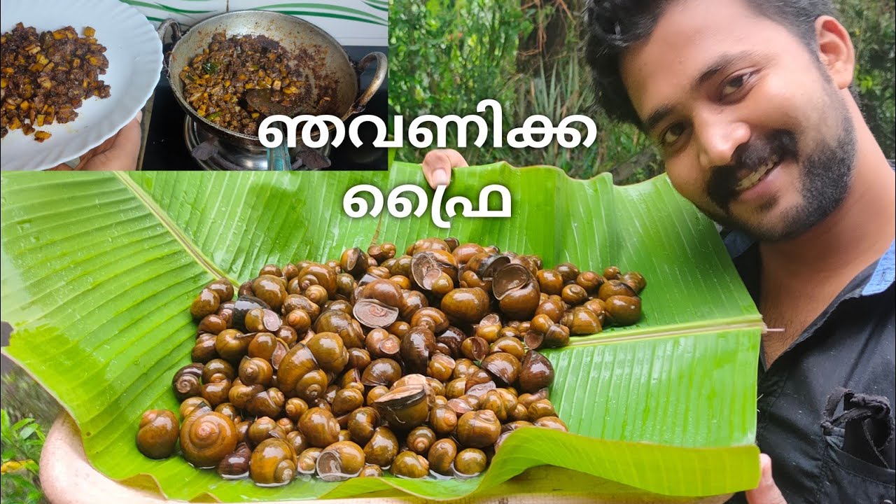 ഞവണിക്ക പിടിച്ച്  റോസ്റ്റാക്കിയാലോ... water snail catching,cleaning and cooking video