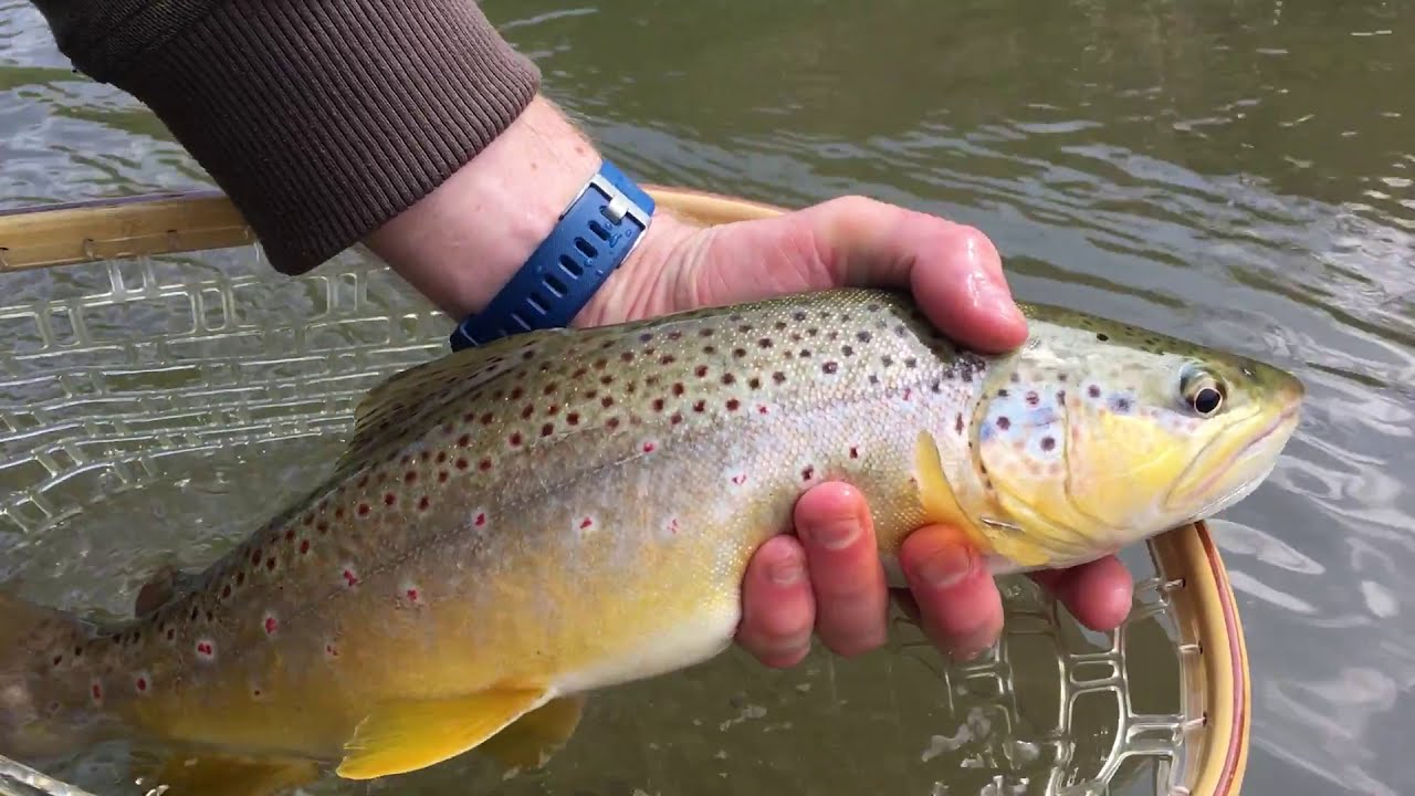 Big Driftless Brown Trout - Wisconsin Trout - Fishing Shorts