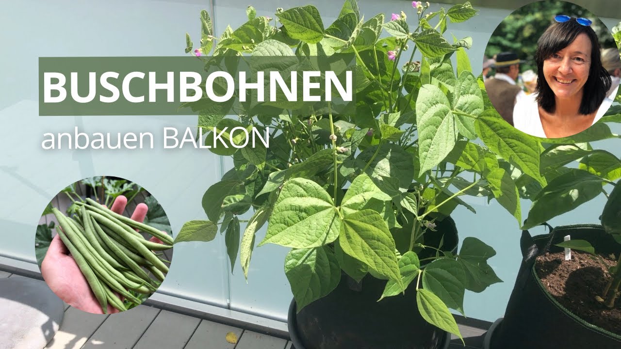 Buschbohnen auf dem Balkon anbauen - Buschbohnen im Topf pflanzen | Aussaat bis Ernte