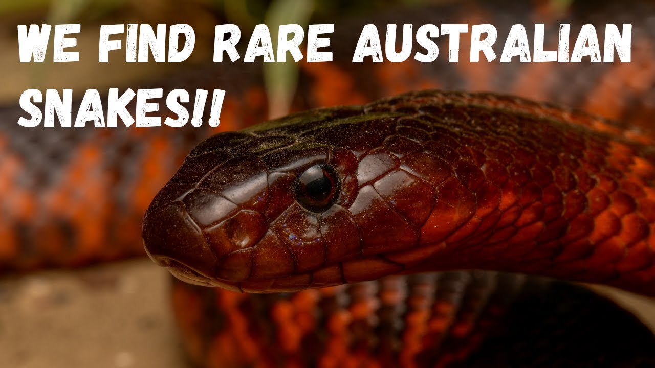 Herping the Channel Country - Finding Holy Grails! Big Herp Trip Part 1.