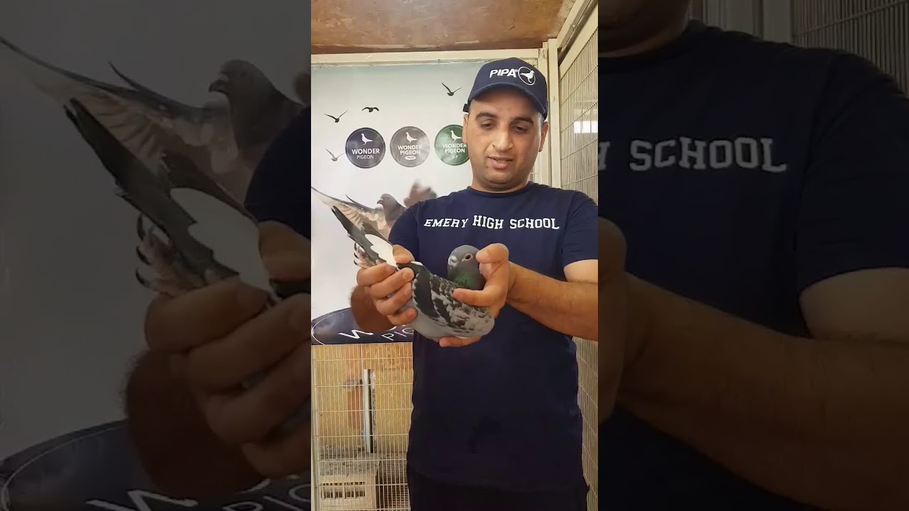 بورش العراق ٨١٣      البطل ابو مهدي العبودي  حمام الزاجل