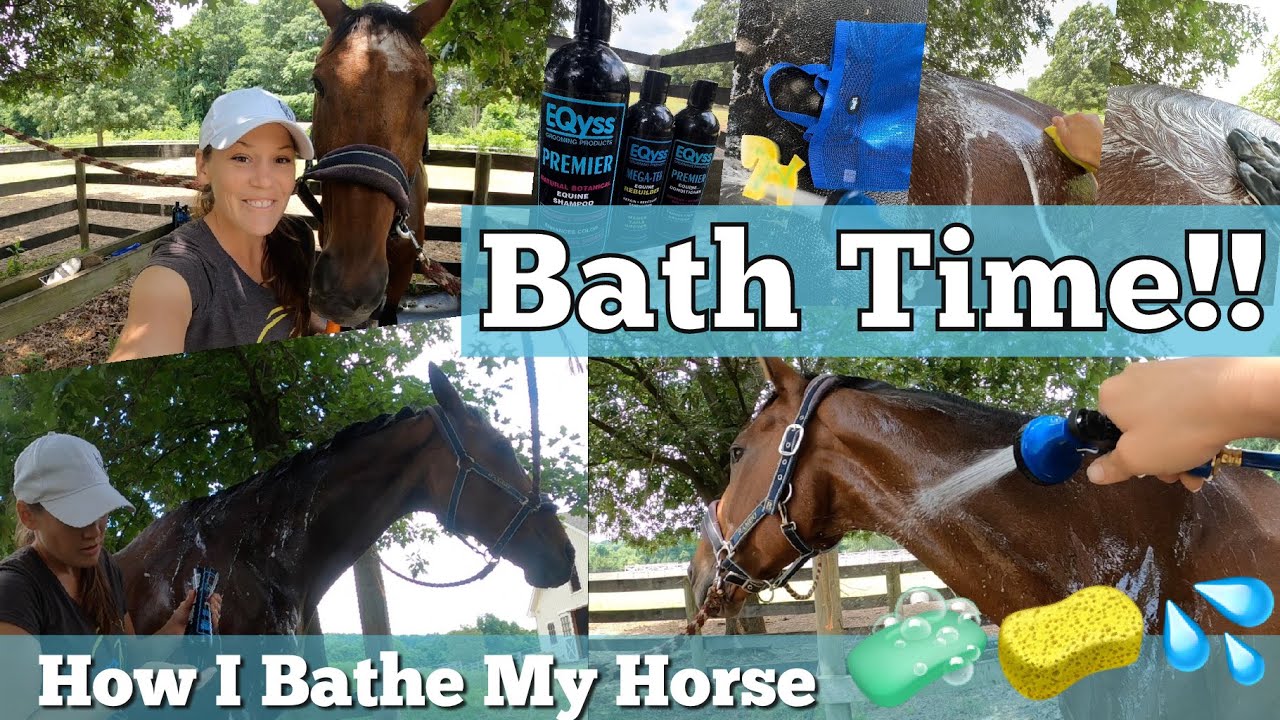 How to Bathe a Horse (Step-By-Step Process)  • • •  Featuring Tips from a Professional Equine Groom