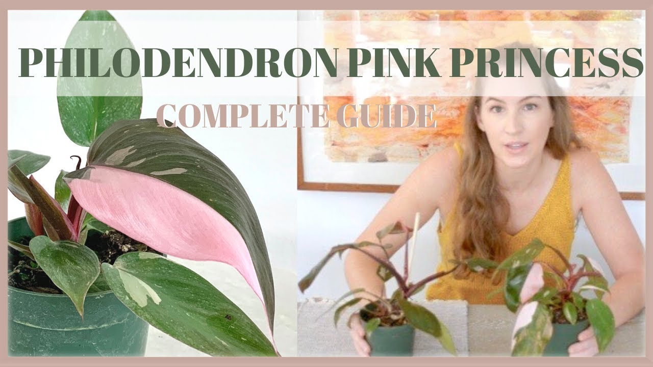Philodendron Pink Princess: Origins, Care, & Tips