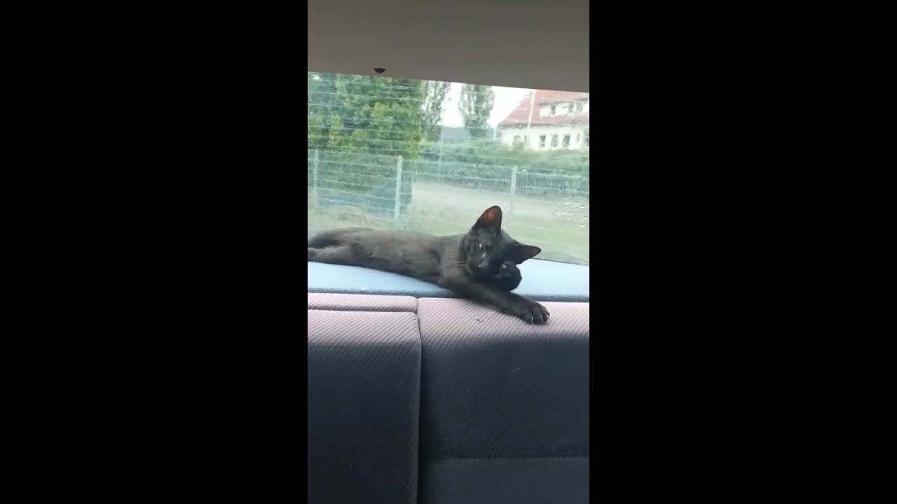 Abholung vom Tierheim