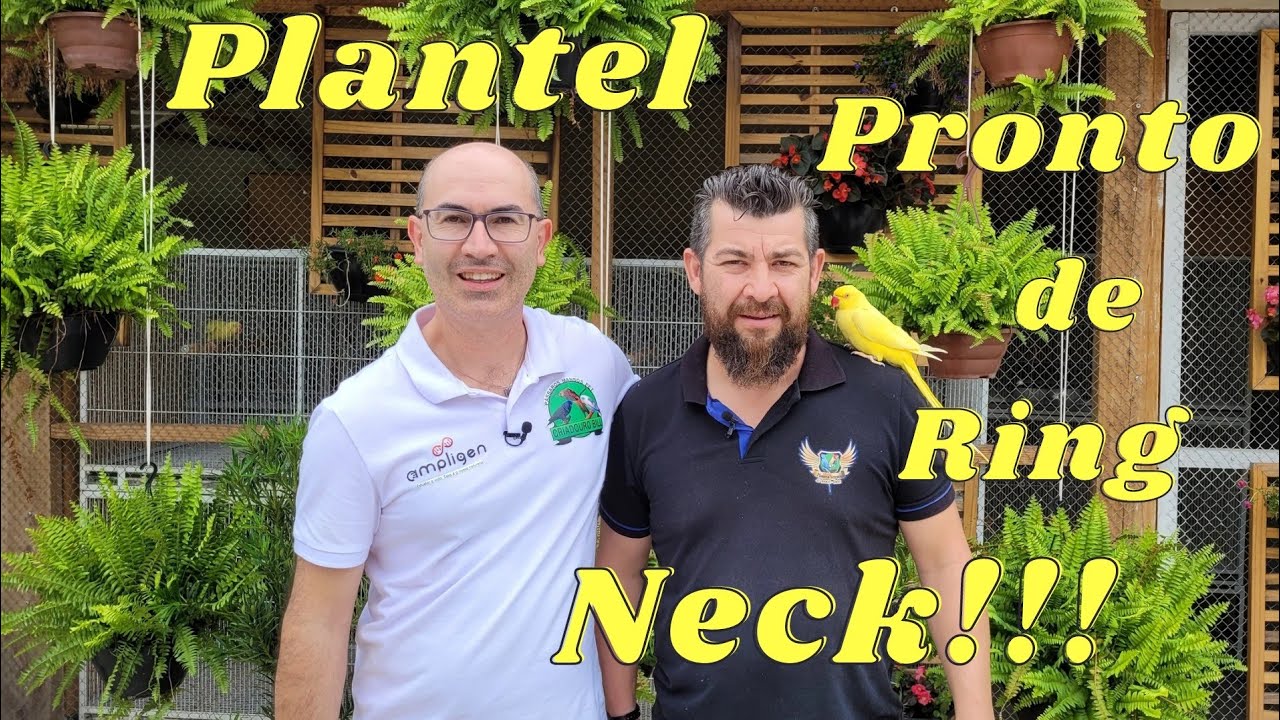 Valdecir Vergani e a Paixão por Ring Neck!!!