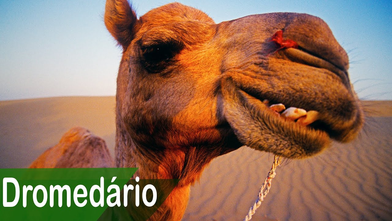A Vida dos Camelos.