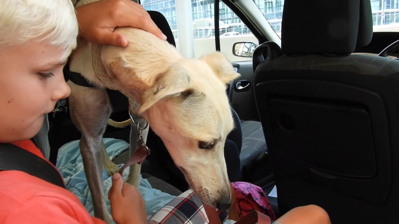 Sascho was a street galgo but now look...