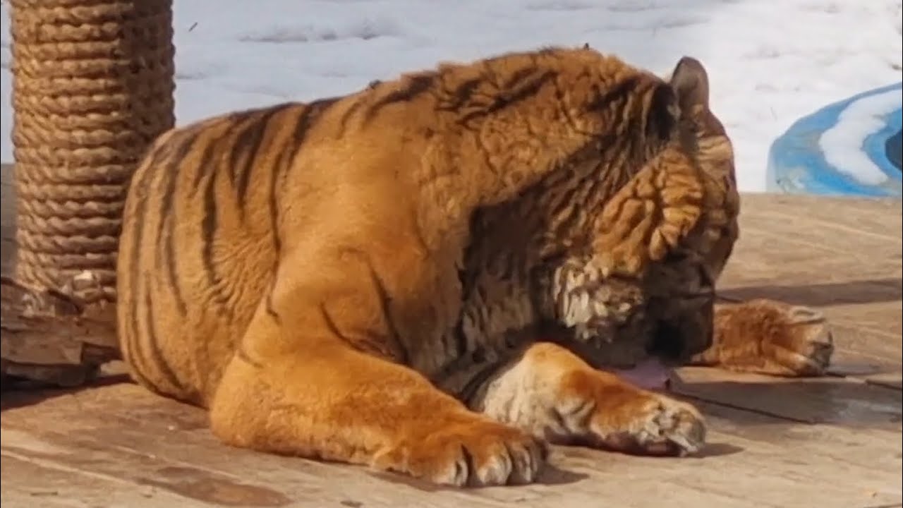 깔끔한 호세는 몸단장 중 #호랑이 #tiger #뱅갈호랑이 #호세 #달성공원 
