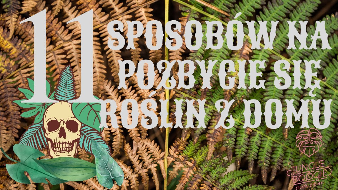 Najczęstsze błędy w pielęgnacji roślin doniczkowych w domu, czyli co robić żeby nie zabić.