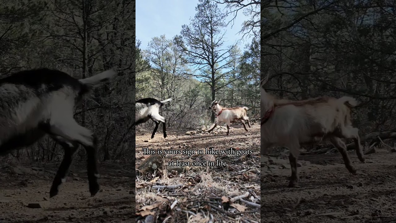 Pack Goat life. They always say "is that goats" 