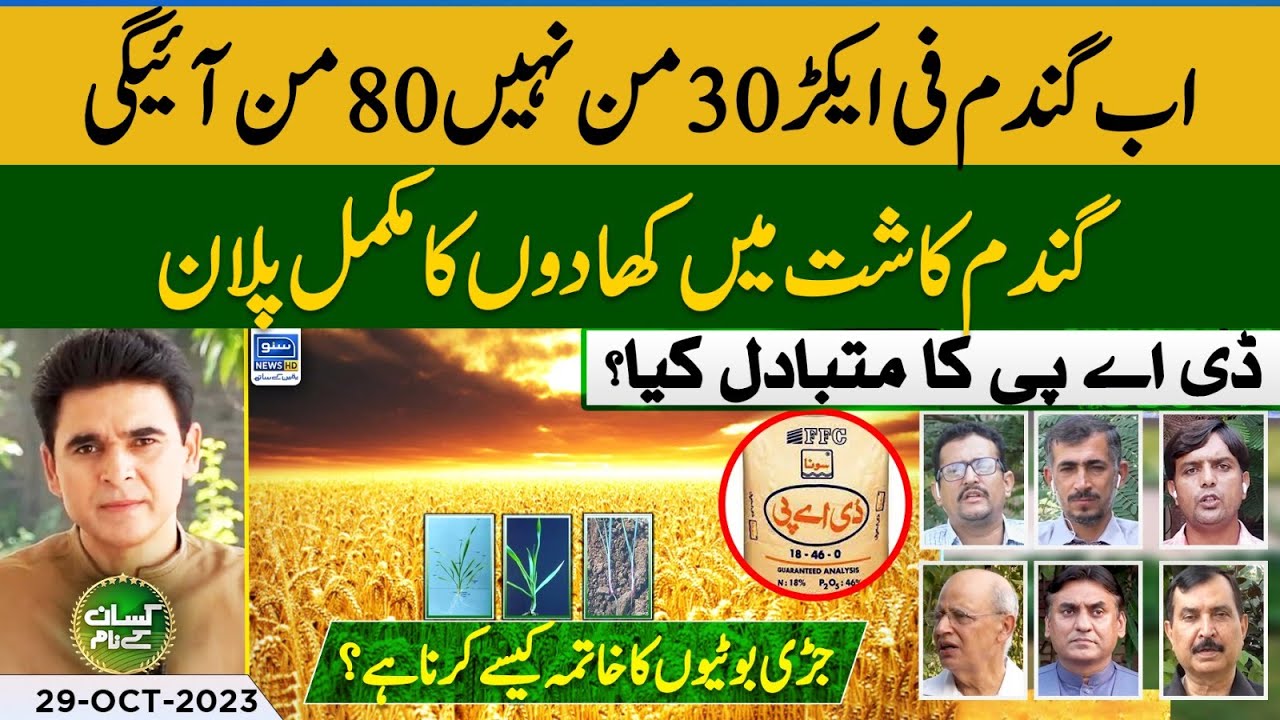 Wheat fertilizer plan | Wheat sowing technology | Kissan Ke Naam | EP 42 | 29 Oct 2023