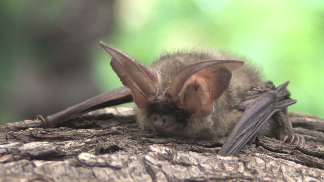 Grey Long-eared Bat - The British Mammal Guide