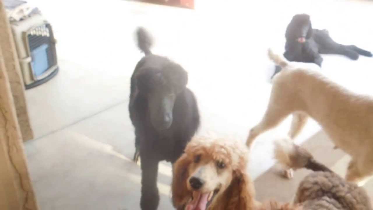 7 of the Worst Poodles EVER!! - Springer Clan Standard Poodles