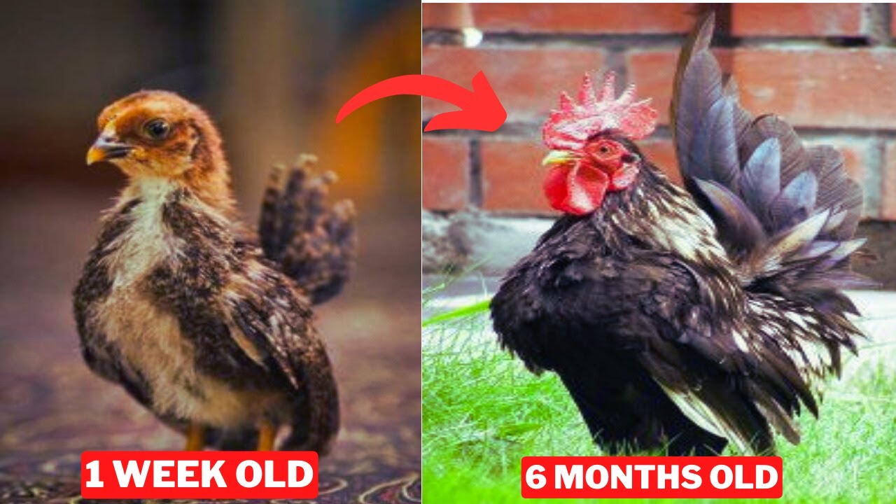 Serama rooster growth from day 1 to 6 months | rooster growth timelapse | Serma chicken