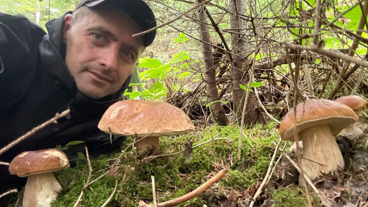 Гигантские белые грибы продолжают расти далеко в горах.