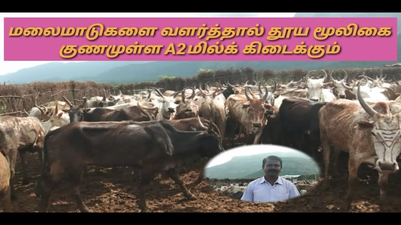 தேனி மலைமாடுகள் ,