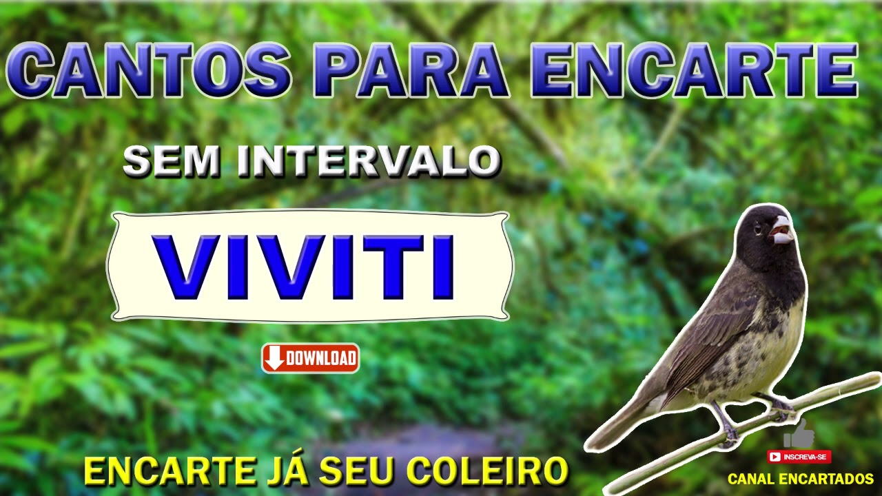 CANTO VIVITI - SEM INTERVALO PARA ENCARTE