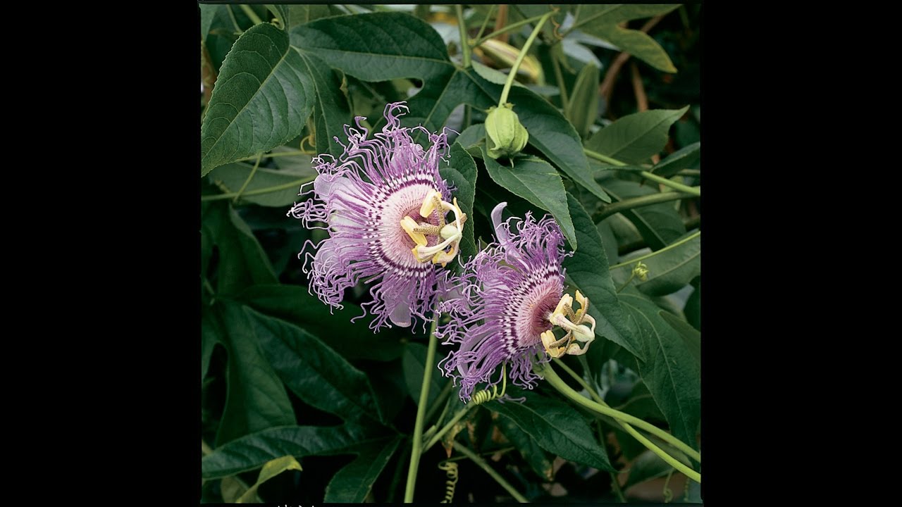 Growing the Hardy Maypop Passion Flower