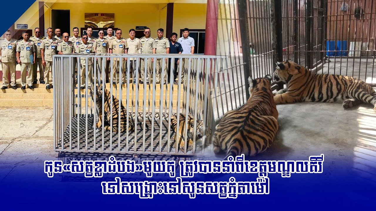 កូន«សត្វខ្លាដំបង»មួយគូ ត្រូវបាននាំពីខេត្តមណ្ឌលគិរី ទៅសង្គ្រោះនៅសួនសត្វភ្នំតាម៉ៅ