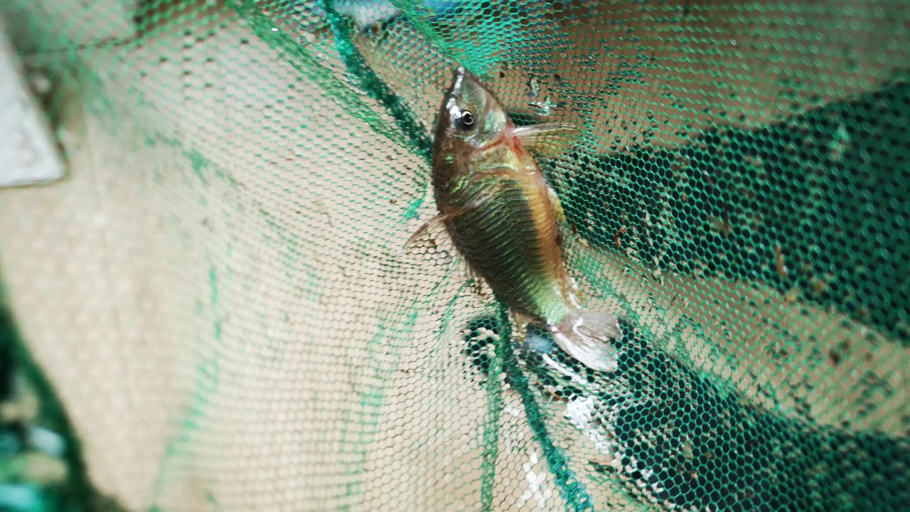 Cw009 Corydoras Green Laser 2