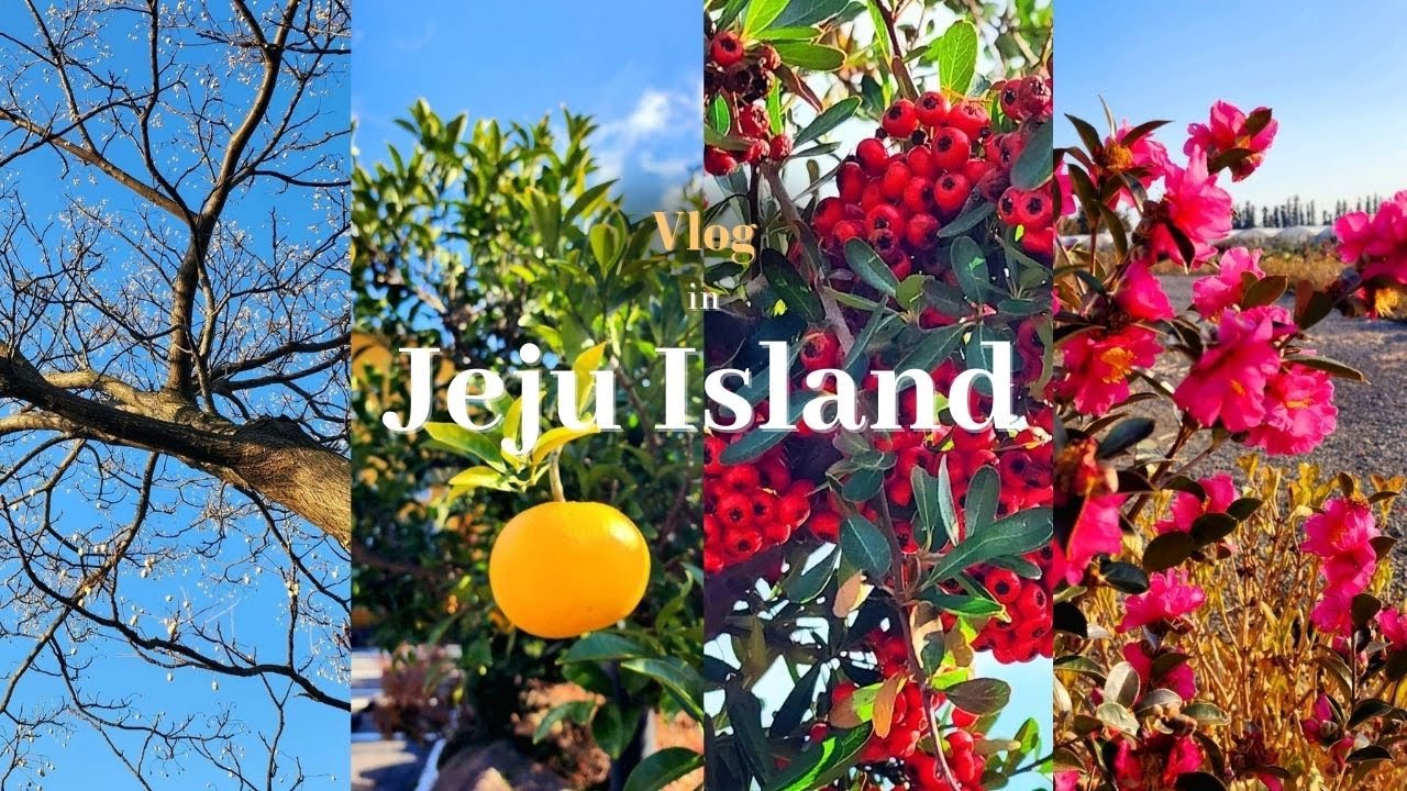 Is this Jeju Island's winter?! ⛇ | Travel vlog in South Korea 🇰🇷