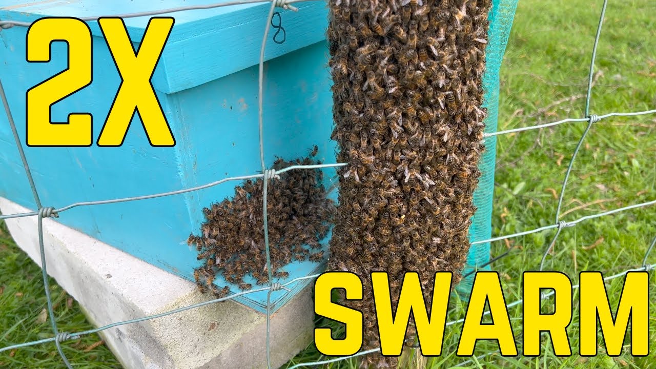 Double Bee Swarm Captured in One Day - Check out Hems' Holistic Honey&rsquo;s Incredible rescue!