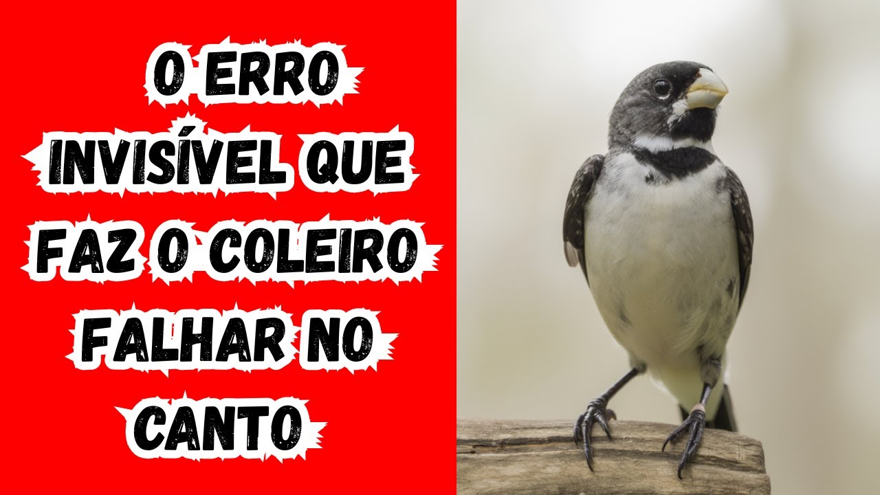 Por que Alguns Coleiros Cantam Todo Dia (e Outros Não)