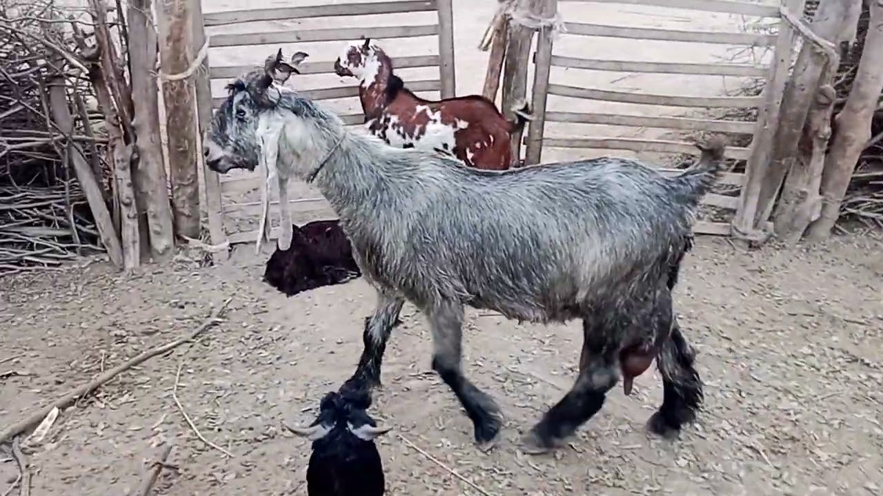 DDP goat, Milking goats ddp breed