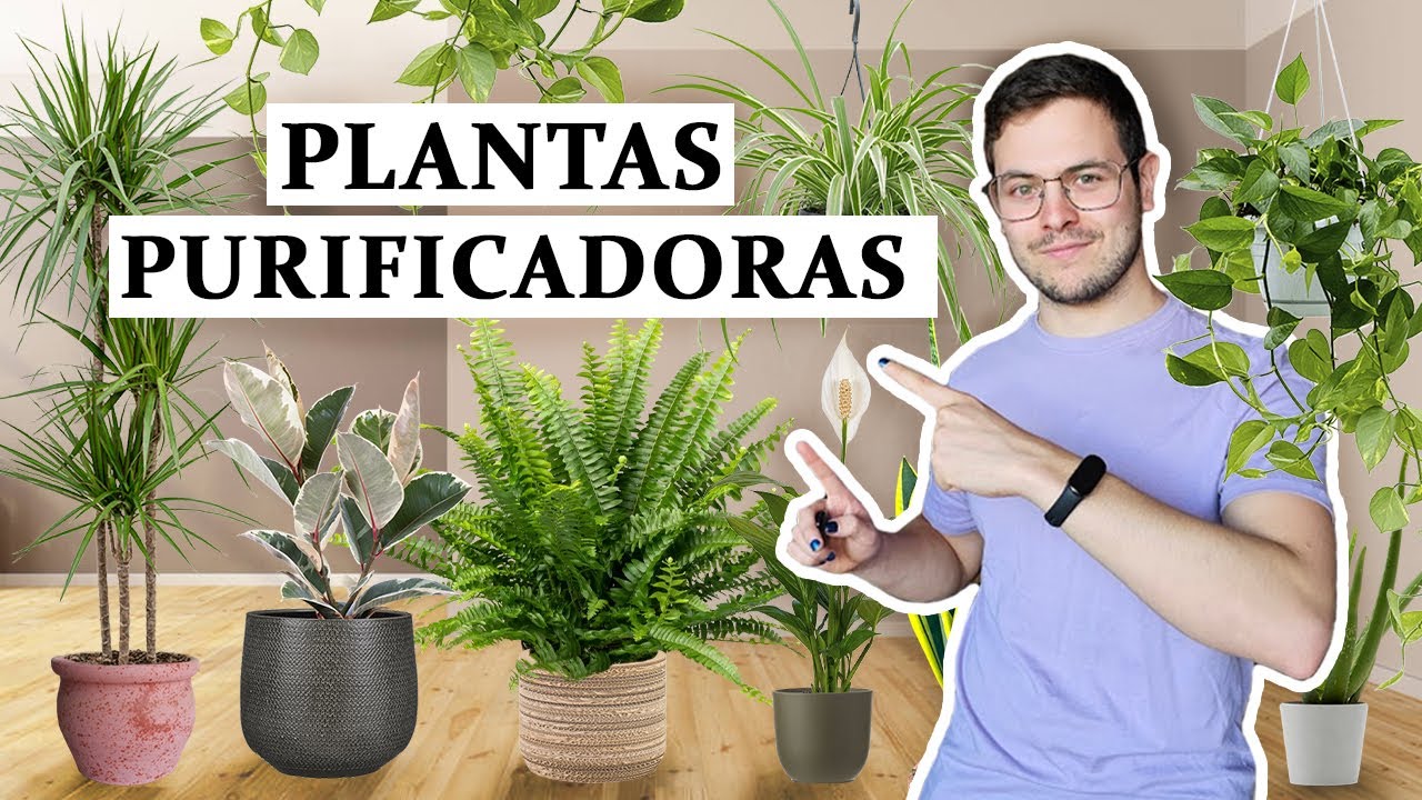 TOP 8 Plantas que limpian el aire