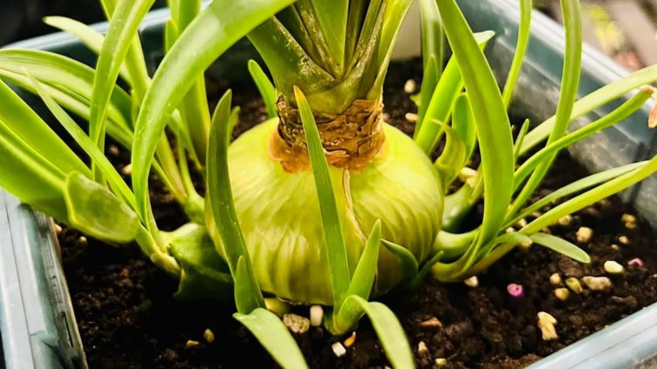 Full Methods of Breeding Amaryllis Hippeastrum
