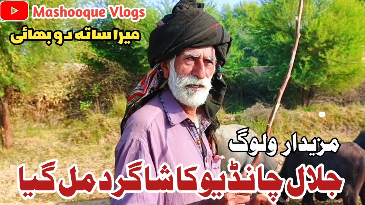 NEW VLOG AJ JALAL CHANDIO SHAGRD MIL GYA
