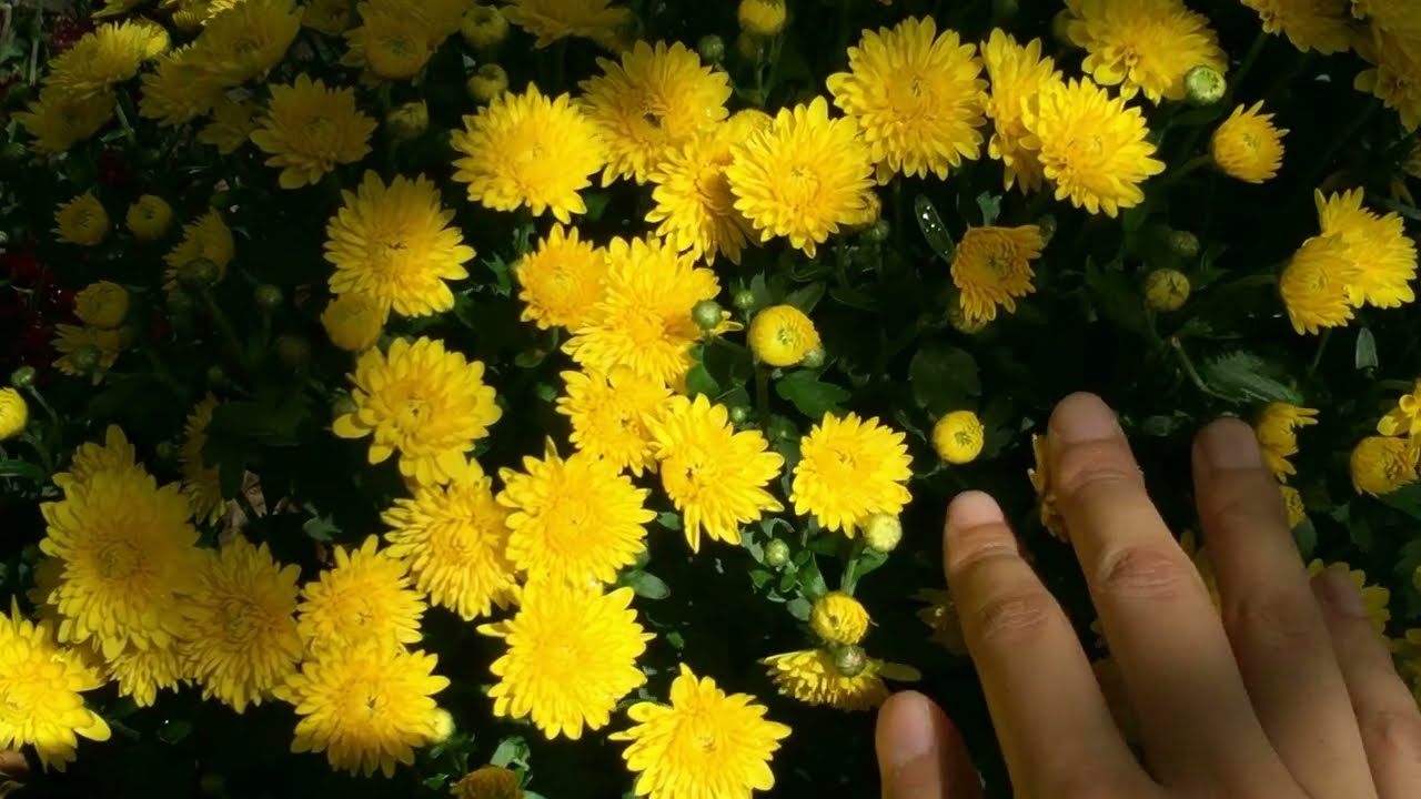 Sibyl (2017)