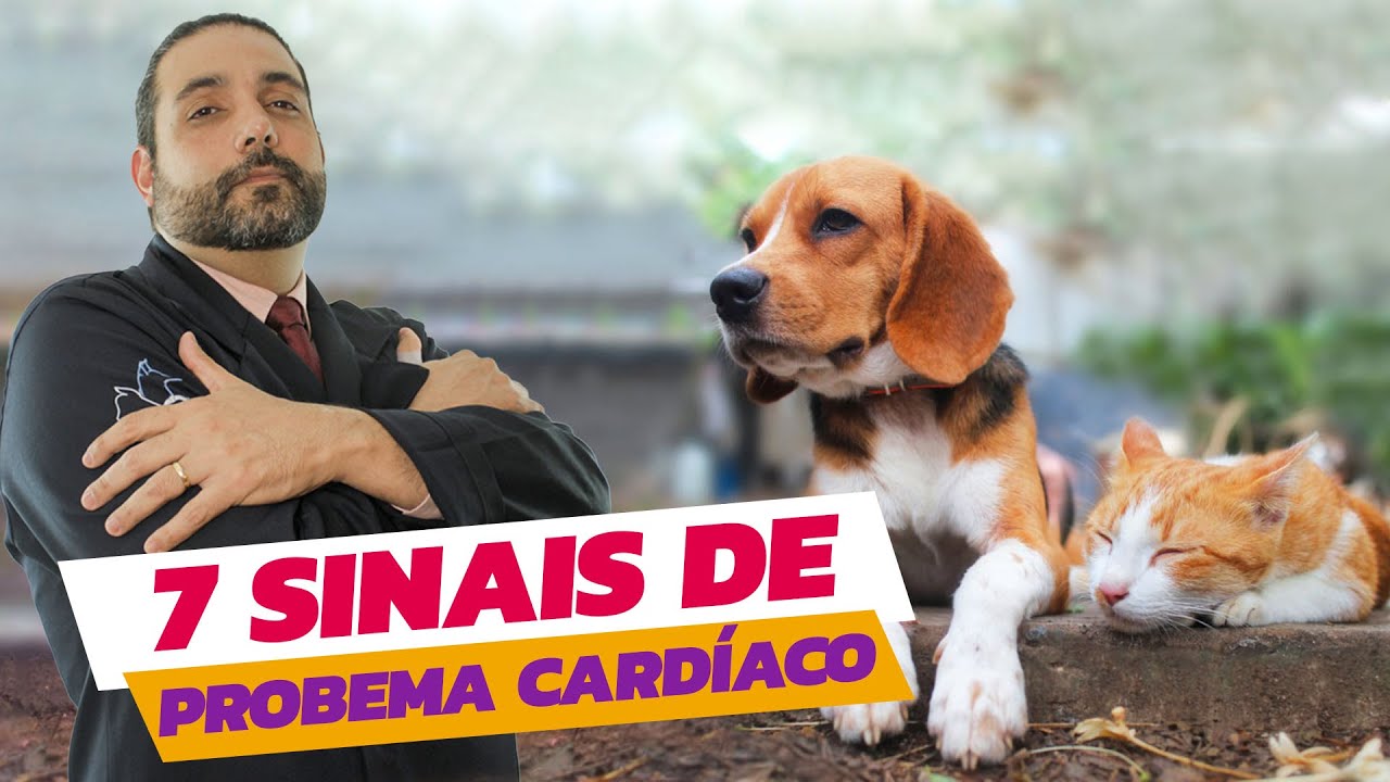 7 SINAIS DE PROBLEMA CARDÍACO EM PETS