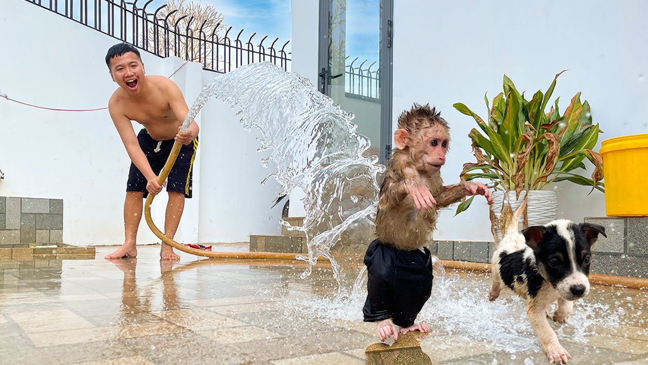 Hilarious! Monkey Cubis & Puppy Lucky Water Escape💦 You Won’t Stop Laughing🤣