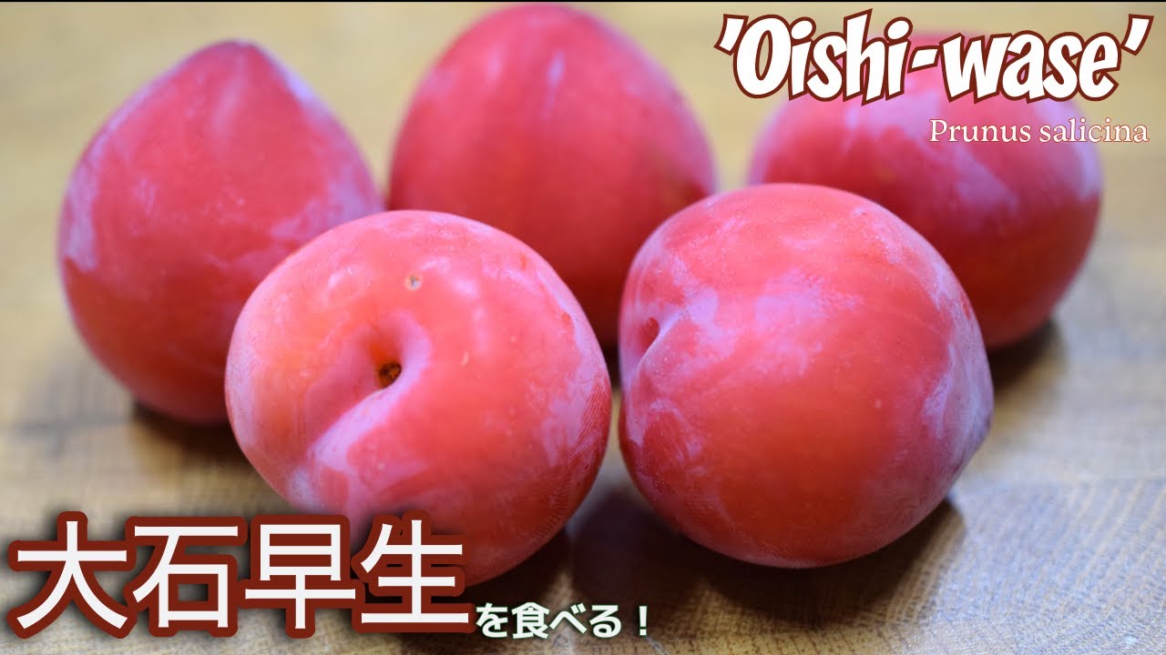 世界の果物を食べる！【日本福島編】 日本の果物 プラム 大石早生！Japanese Plum 'Oishi-wase' Prunus salicina
